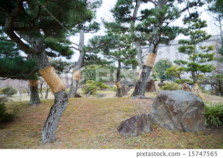 花園裡的一棵松樹也隨之而來 15747565