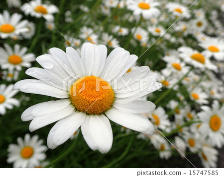 Rainy Margaret Field 2 15747585