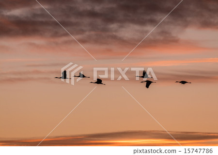 Sandhill Cranes Silhouetted in the Sunrise 15747786