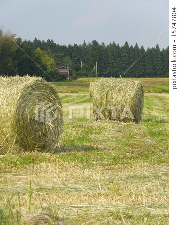 New Green pasture ranch 15747804