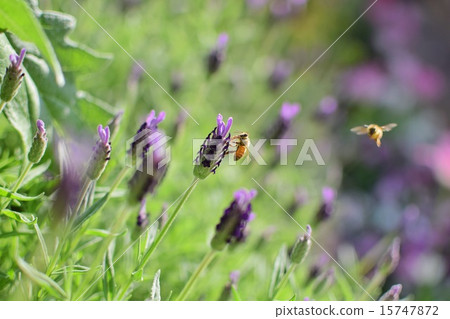 Herbal lavender Herbal lavender 15747872
