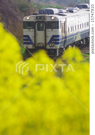 Ajigasawa Goryo Line 15747910