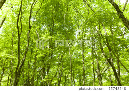 Fresh fresh green image material Fresh fresh green image material 15748248