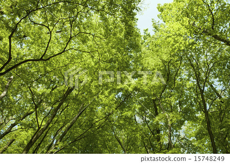 Fresh fresh green image material Fresh fresh green image material 15748249