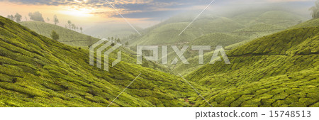 Tea Plantation in Asia 15748513