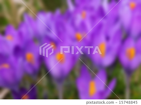 Violet crocus is one of the first spring flowers 15748845