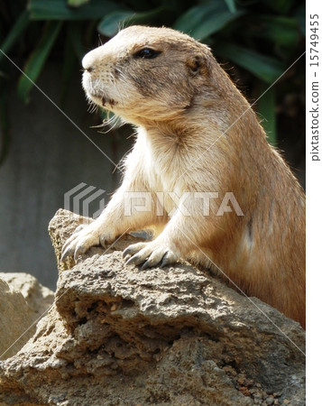 Prairie dog Prairie dog 15749455