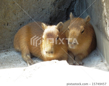 Capybara brothers Capybara brothers 15749457