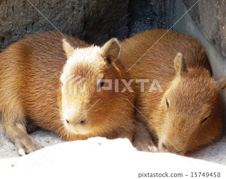 Capybara brothers Capybara brothers 15749458