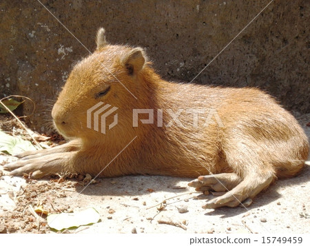 Capybara children Capybara children 15749459