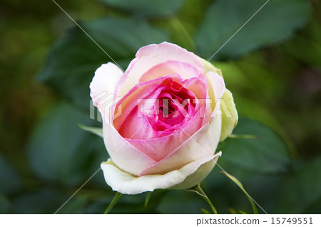 皮埃爾德龍薩爾 15749551