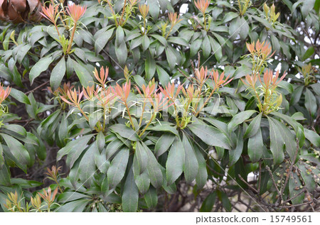 毛蟲的年輕葉子 15749561