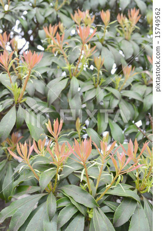 毛蟲的年輕葉子 15749562