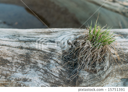 grass is stored in the tree 15751391