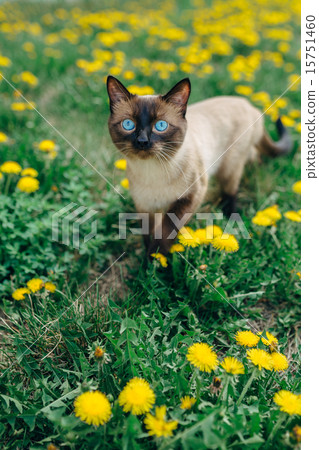 cat dandelion 15751460