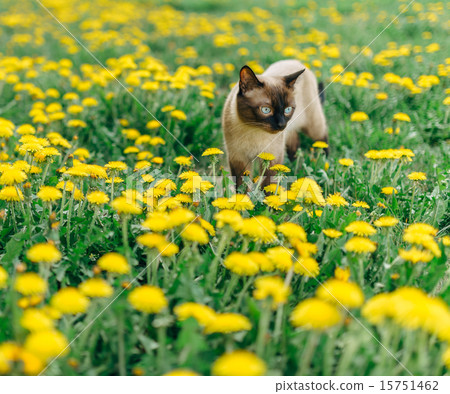 cat dandelion 15751462