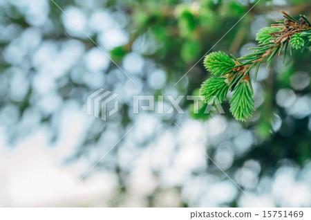 small tree small tree 15751469