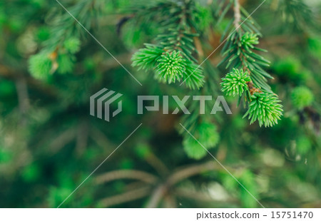 small tree small tree 15751470