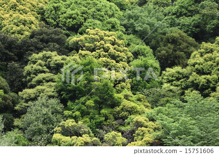 Natural plants Early summer forests, flowers of trees such as Sudashui and Sirakashi are blooming like covering the mountains 15751606