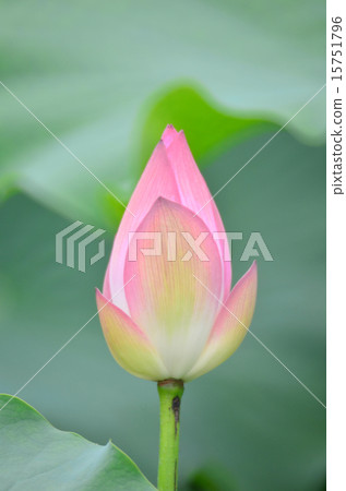 bloom lotus with leaf in summer bloom lotus with leaf in summer 15751796