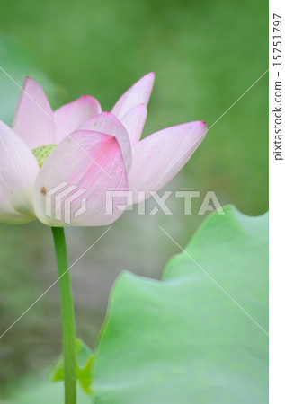 Lotus flower and Lotus flower plants Lotus flower and Lotus flower plants 15751797