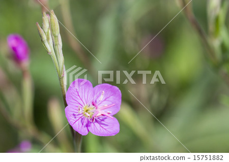Flower of spring field 15751882