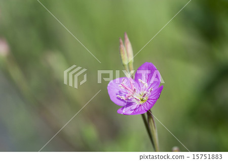 Flower of spring field Flower of spring field 15751883