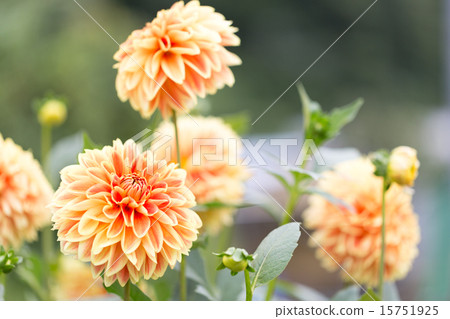 大麗花品種(金marie) 大麗花品種(金marie) 15751925