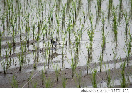 Hakuseskirei 2 in the early summer paddy field 15751935