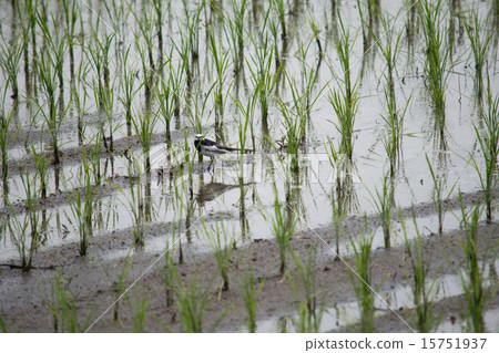 初夏稻田飯盒4 15751937