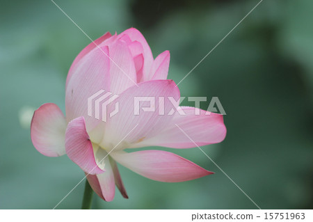 Lotus flower and Lotus flower plants 15751963