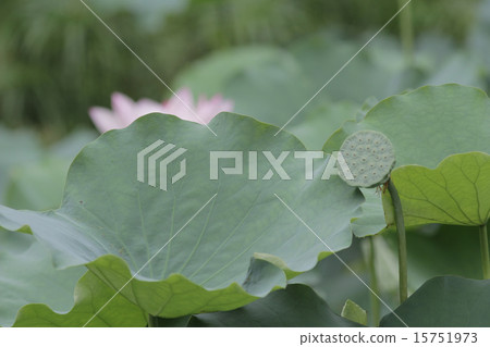Lotus flower and Lotus flower plants 15751973