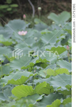 Lotus flower and Lotus flower plants 15751991