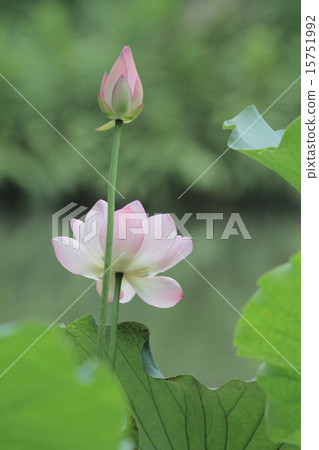 Lotus flower and Lotus flower plants 15751992