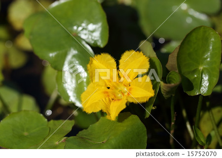 Natural plants Asaza, beautiful yellow flowers in summer bloom. It is a flower day flowering and flowering in the evening ① 15752070