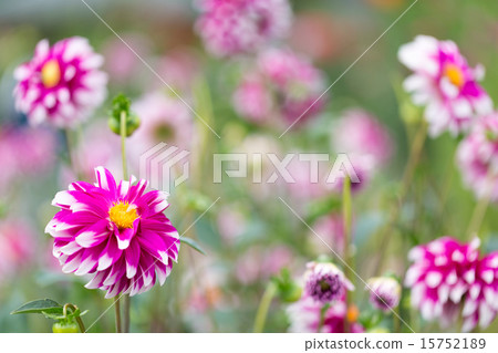Dahlias variety (Otama) 15752189