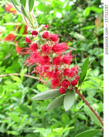 刷樹開始綻放 刷樹開始綻放 15752197