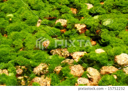 Water plants Water plants 15752232
