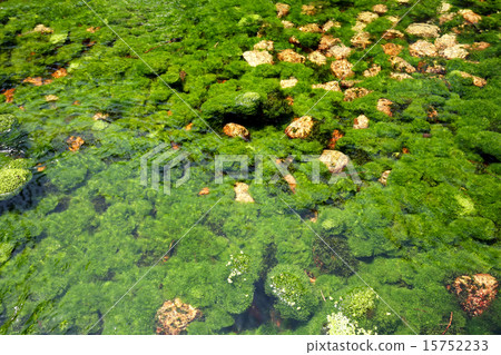 Water plants 15752233