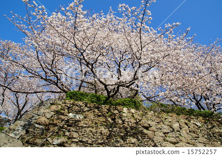 Cherry blossoms at Maizuru Park 15752257