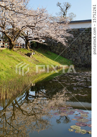 Maizuru公園的櫻花 15752261