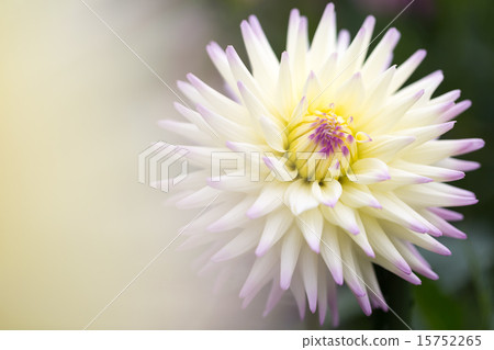 Dahlia variety (rising air current) 15752265