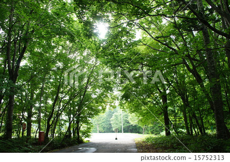 Nopporo森林公園 Nopporo森林公園 15752313