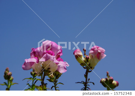 Snapdragon (full open and half open pink petals) Snapdragon (full open and half open pink petals) 15752348