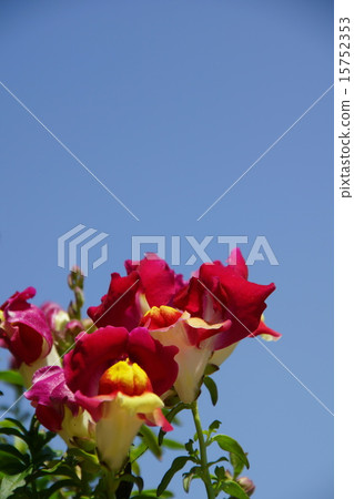 Spinach (full open red petals) 15752353