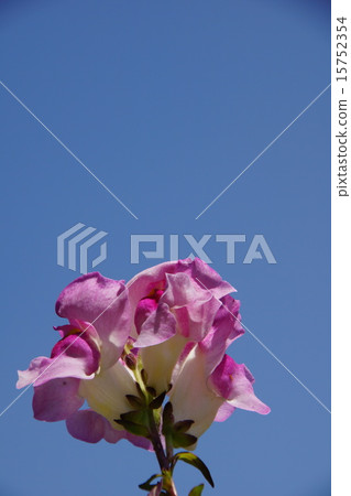 Goldfish (full pink petal) 15752354