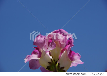 金魚（全粉紅色花瓣） 15752355