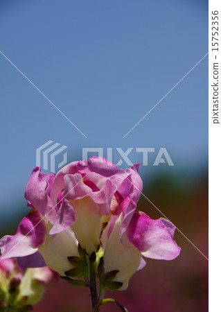 Goldfish (full pink petal) 15752356