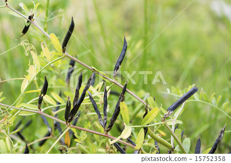 黑烏鴉麵條的果實 15752358