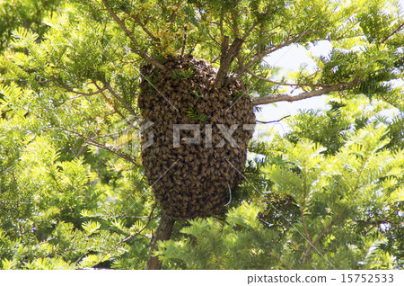 Honeycomb farewell 15752533